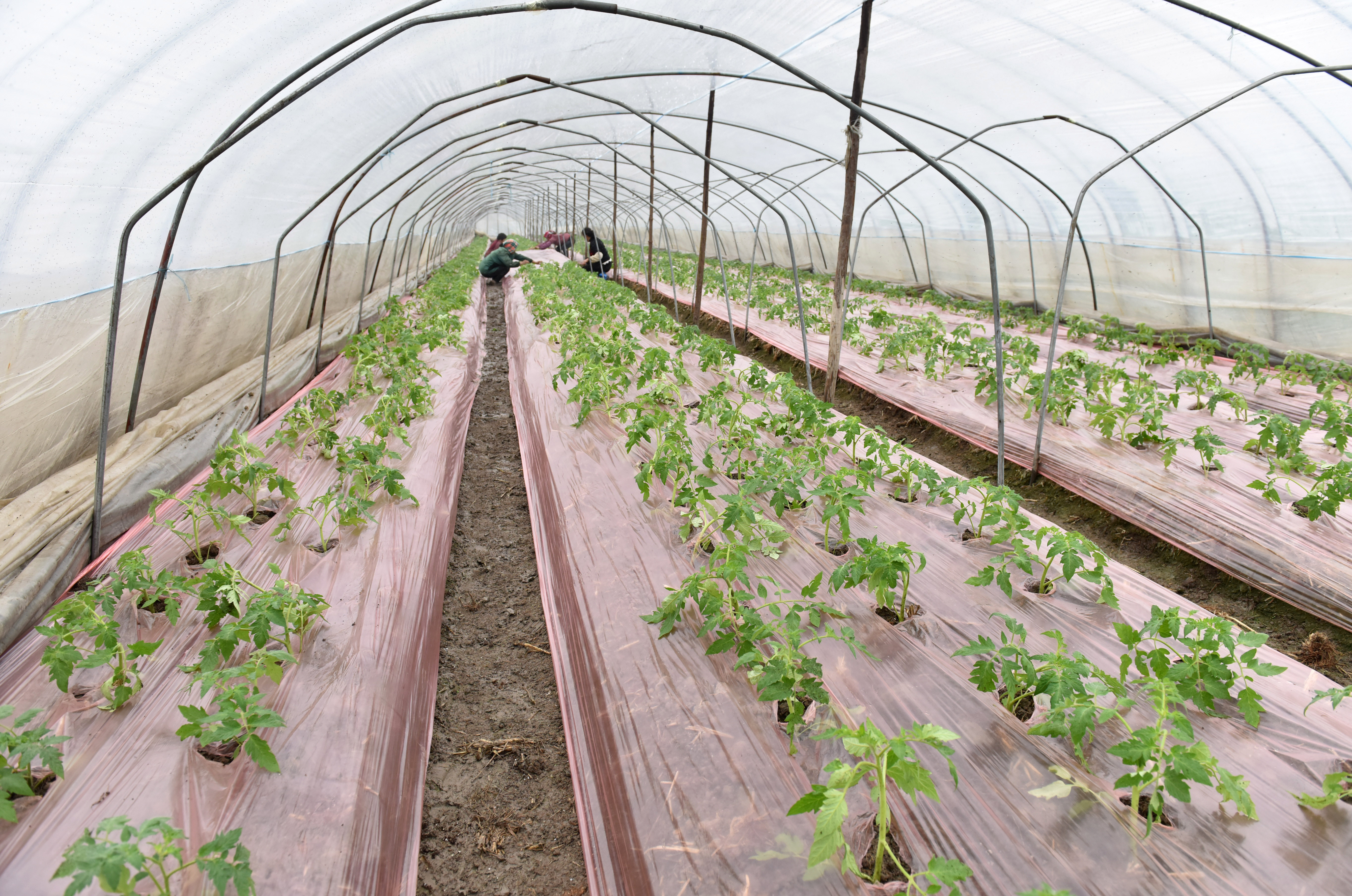 冬日大棚劳作忙