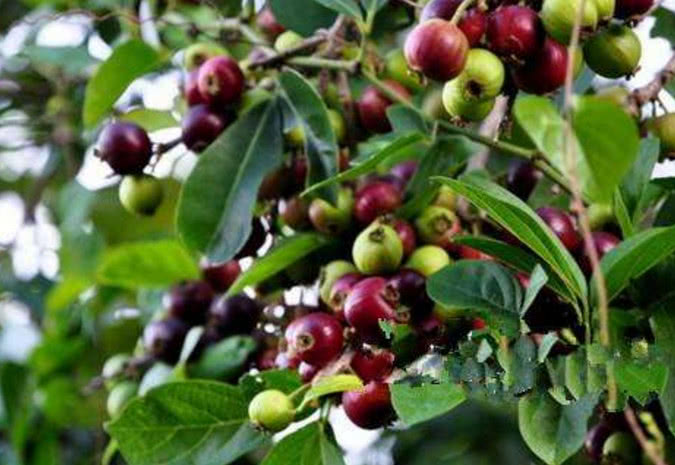 深山里听起来很"可怕"的野果,人称"割舌果",既有毒又能入药