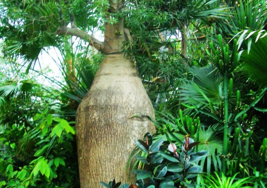 瓶子树的根系很发达,在雨季来到后,尽量地吸收水分贮水备用.