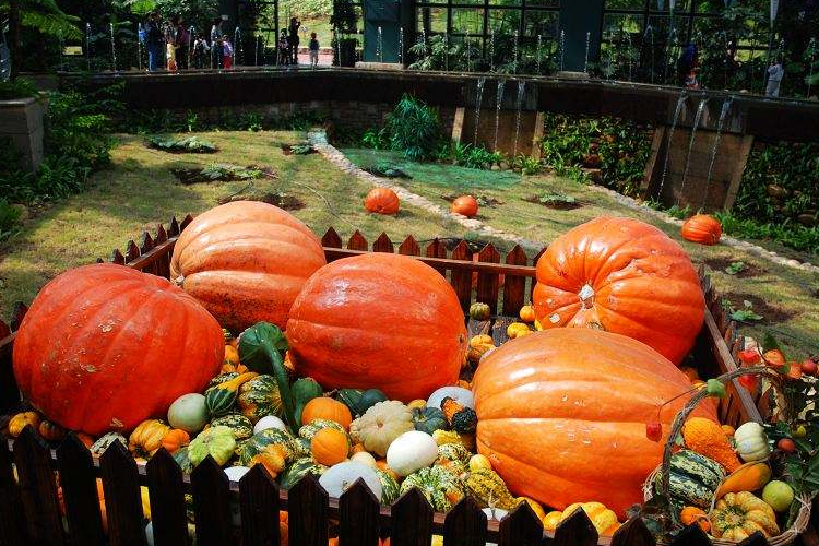 太空射线可以影响天气,制造出太空蔬菜,会制造出超级细菌吗?