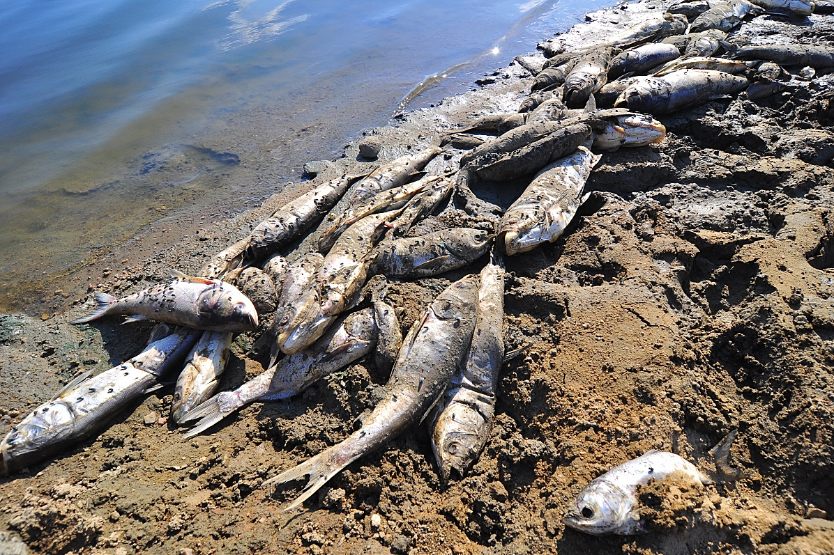 将伤痛延续给人类的子孙后代,成为生态环境破坏者和全球海洋污染者