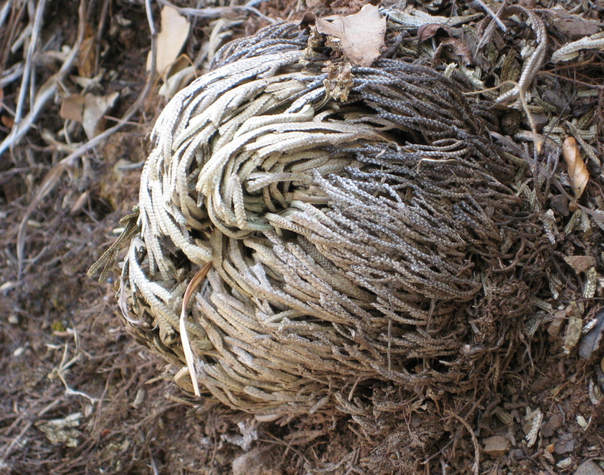 这株野草,被人称为"长生不死草",不仅能治外伤,还能美容养颜