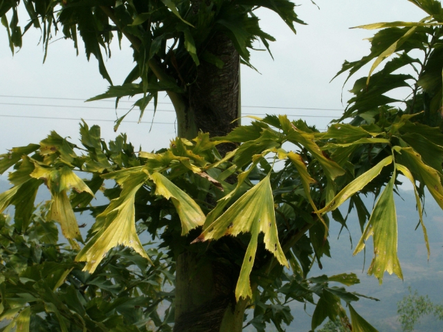 鱼尾葵树姿优美潇洒,富含热带情调,是优良的室内大型