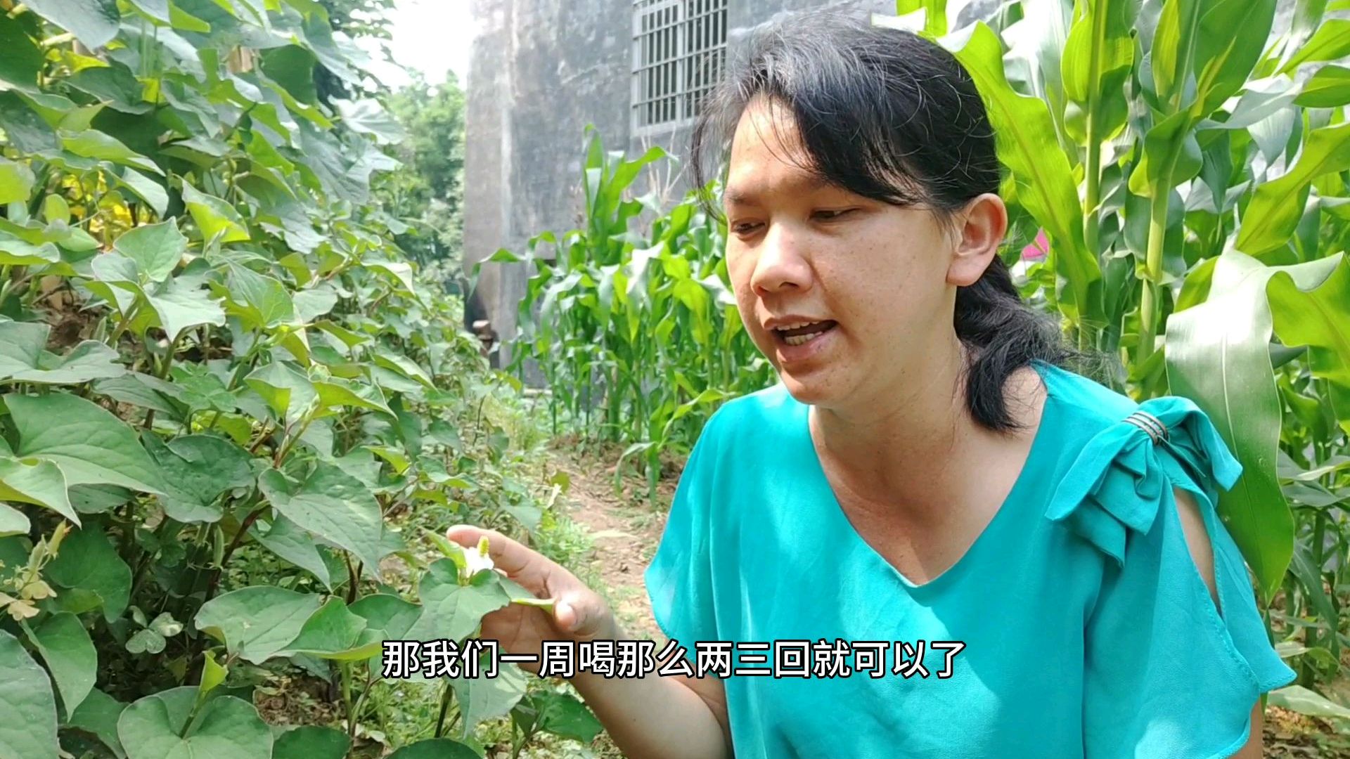 农村一种常见的植物,跟红薯叶很像,功能却很强大