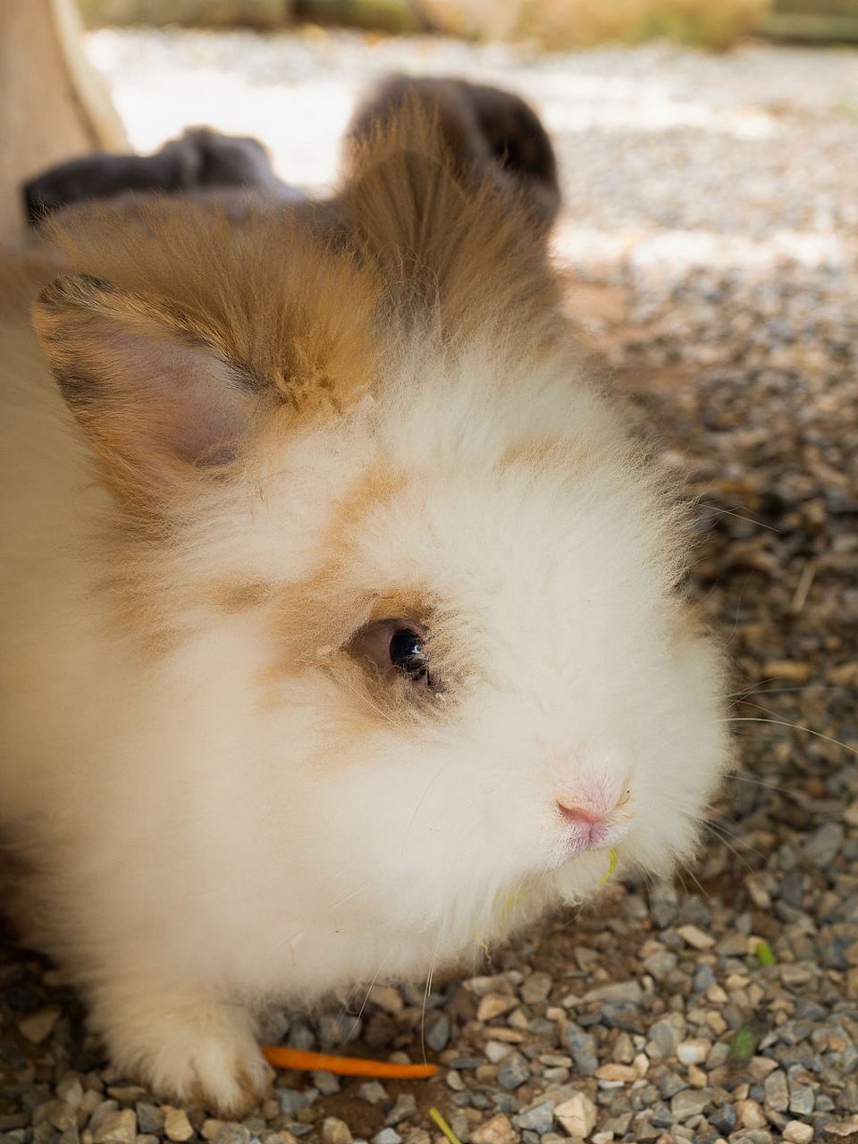 如果你正考虑养一只特别的兔子作为宠物,不妨看看下面这些品种:  首先