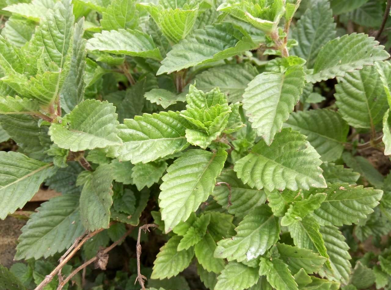 在农村有一种草叫凉粉草,拿来做冻粉,不仅好吃,还能清热解暑呢