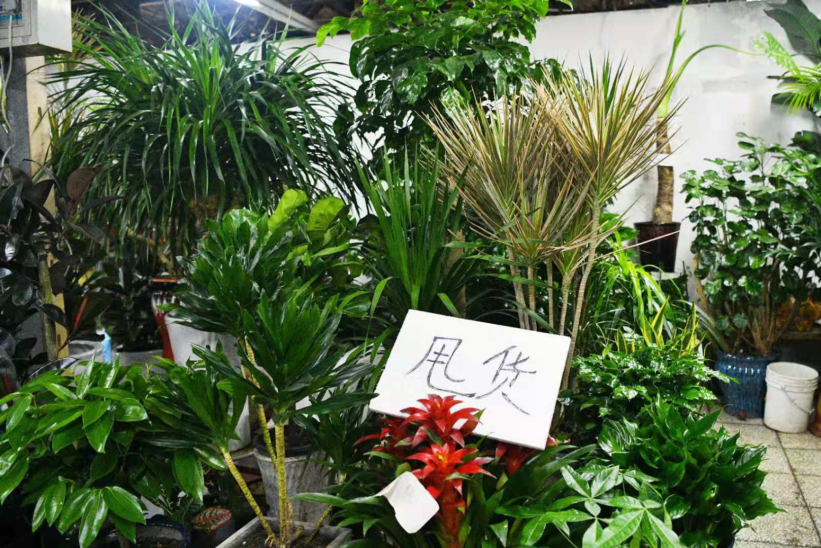 快去扫货!莱太花卉市场下月底闭市改造