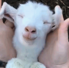 网友养了一只小羊,当他晒出照片后大家吓坏了:这只羊长得好像人