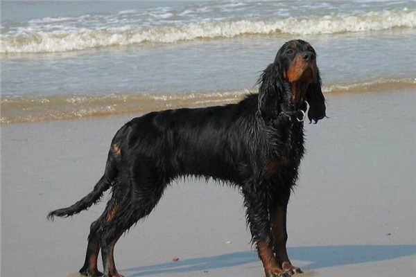 饲养哥顿雪达犬都有哪些方法和技巧呢?给它补钙是很重要的