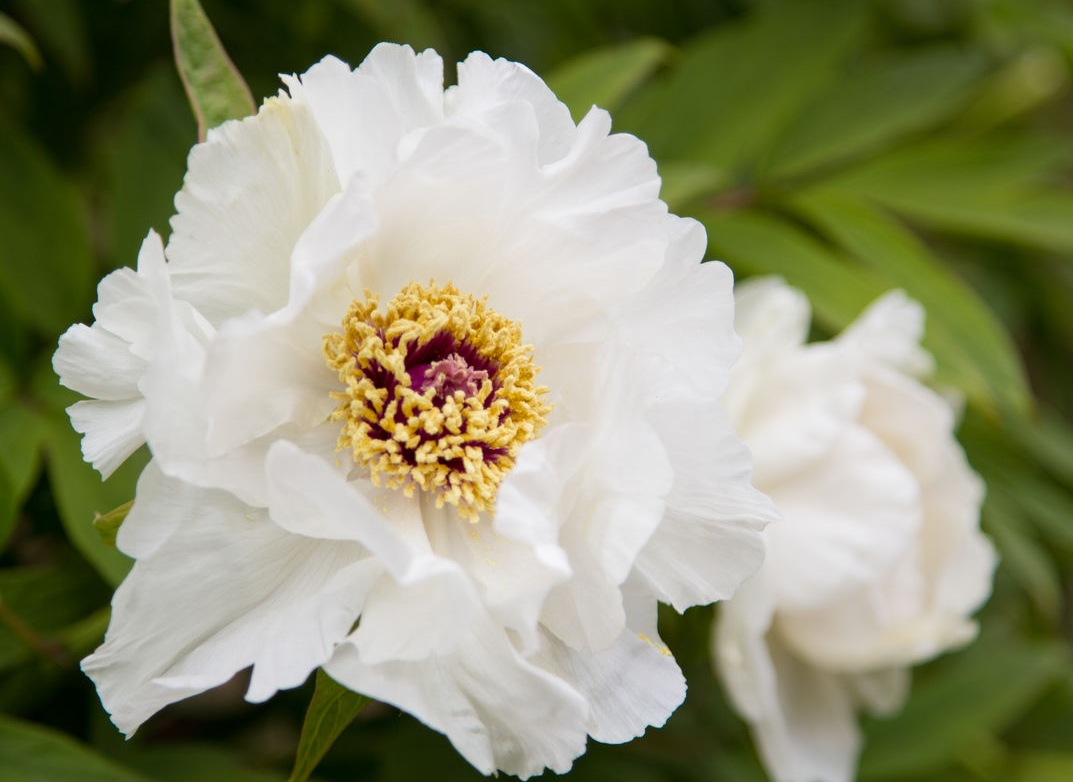 你们见过如花似锦的鲜花吗?