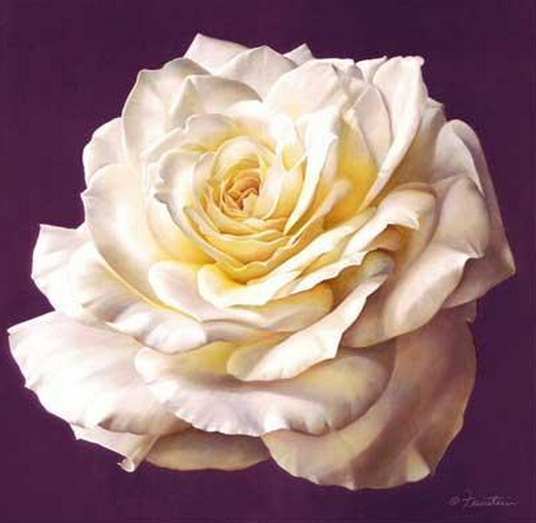 不同颜色的玫瑰,不同的花语,不同的寓意,总算知道怎么送玫瑰了