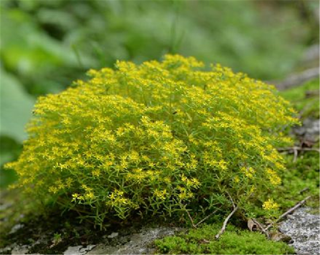 你知道什么是佛田草么?看完你就会了解它!