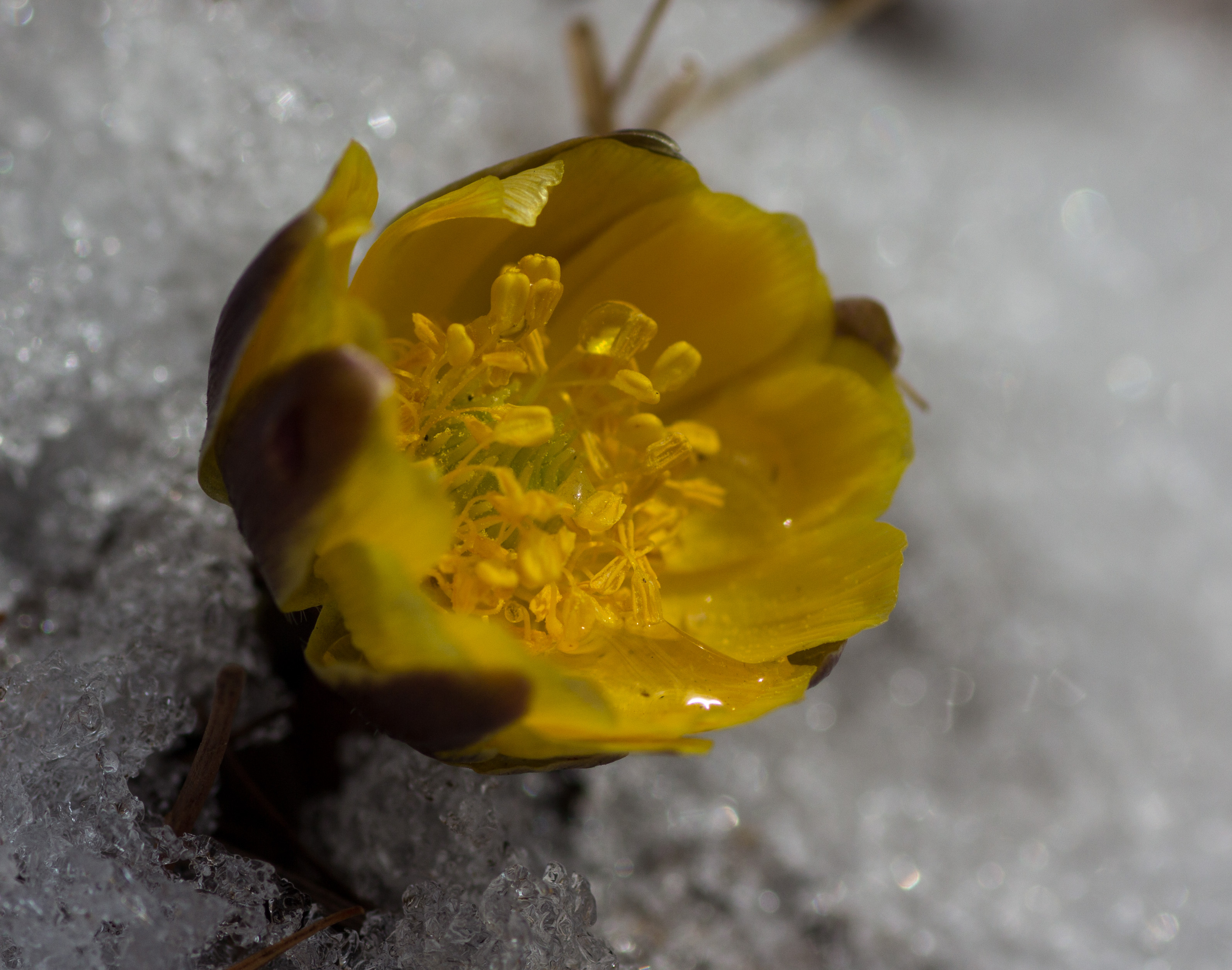 冰凌花-顶冰雪,战严寒,开在北国之春的第一花