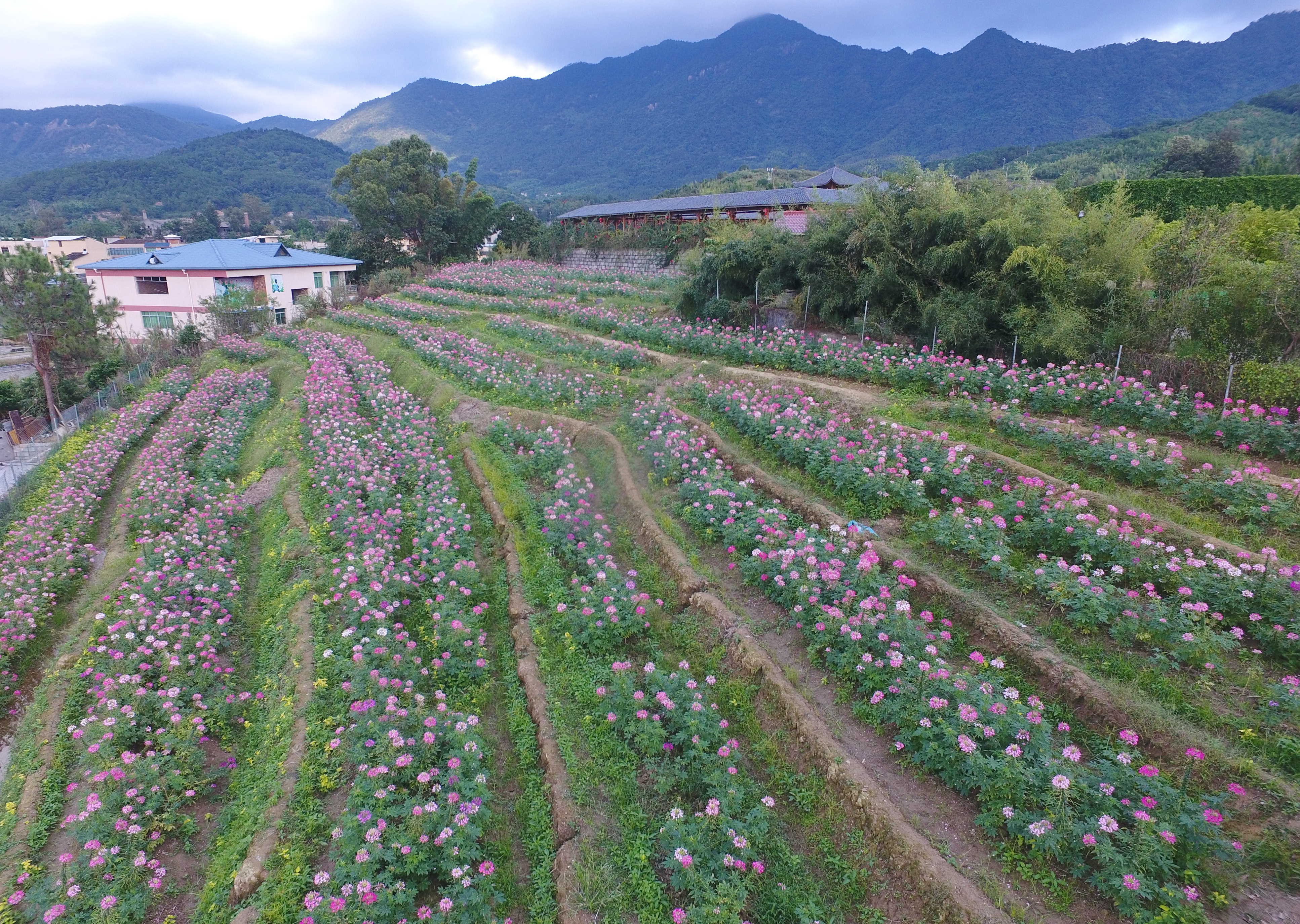 "孔元花之谷"的浪漫花海