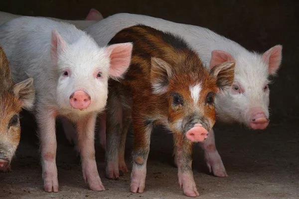 温氏产能布局主要在南方销区!2019年中或迎来猪周期反转?