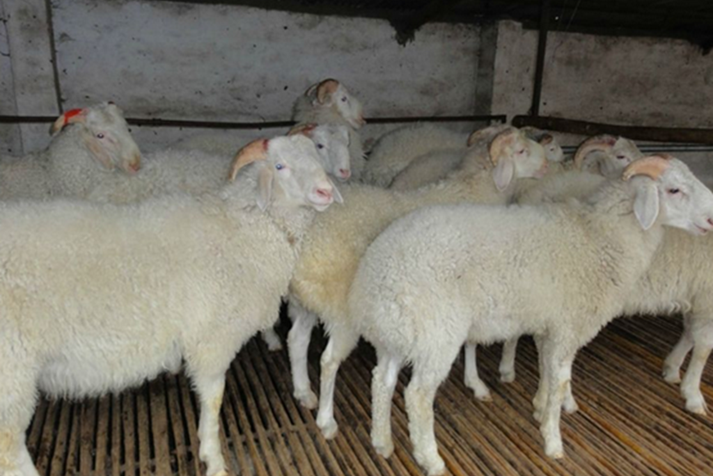 羊- 热门商品专区