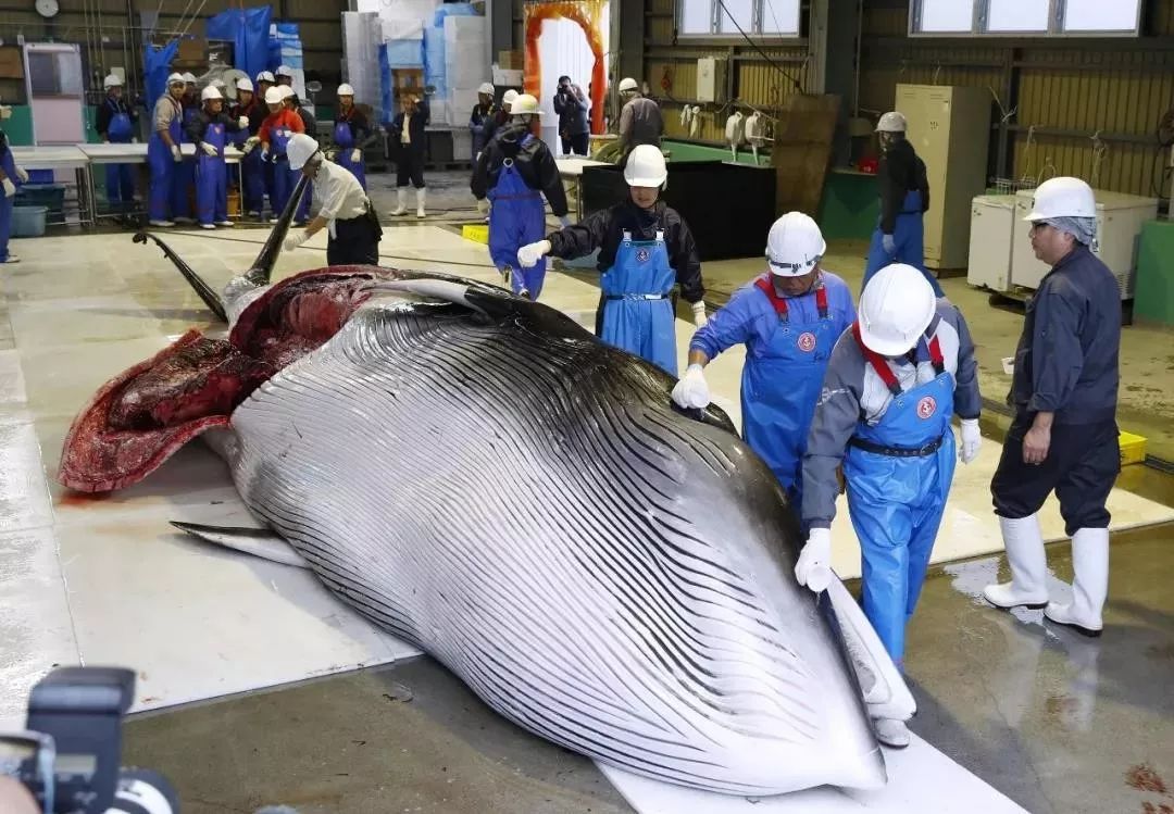 日本重启商业捕鲸首日:两条小须鲸在岸边被开膛破肚