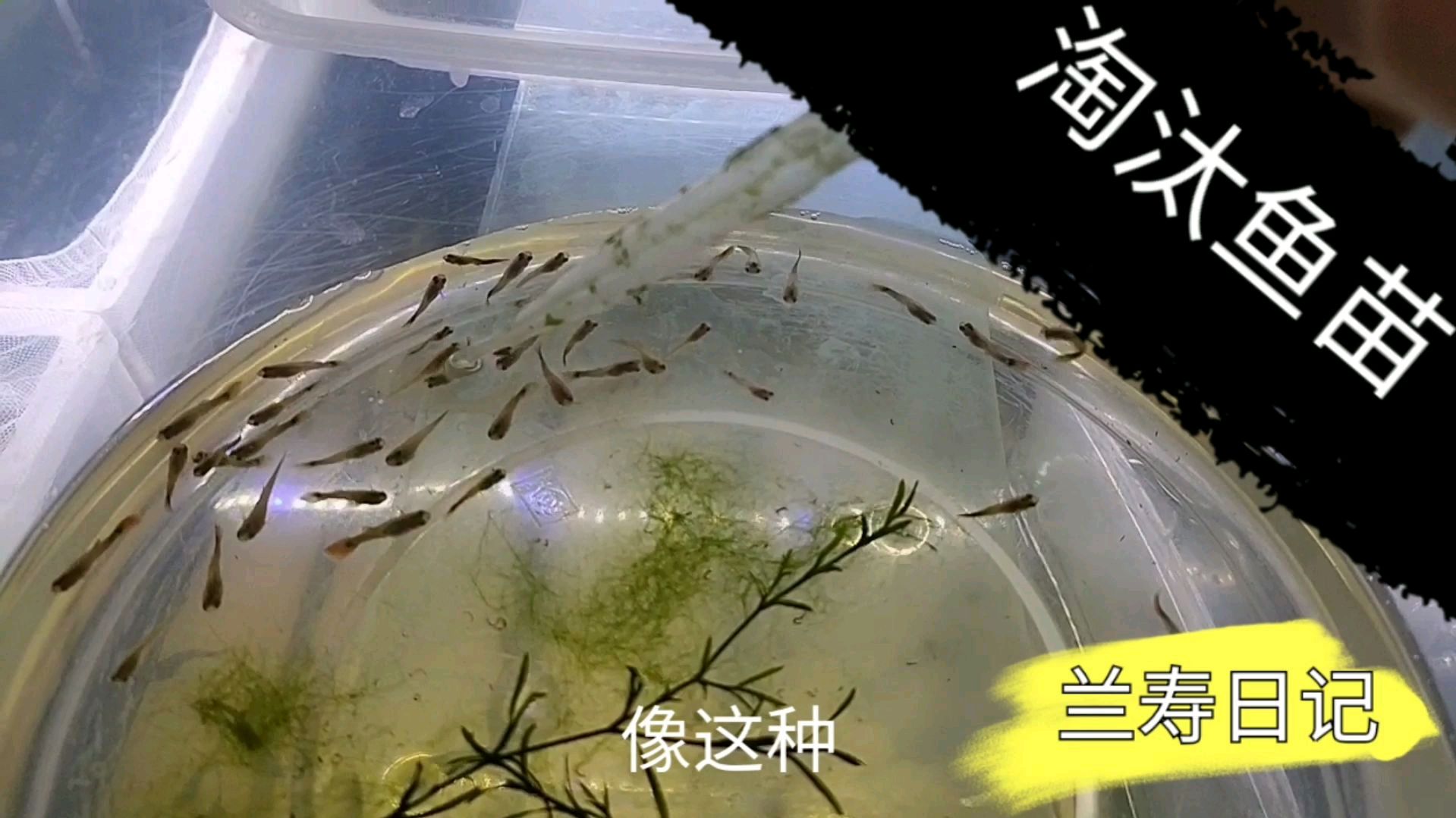 尾型差和畸形的孔雀鱼小鱼苗要及时淘汰 给好苗争取更大的空间