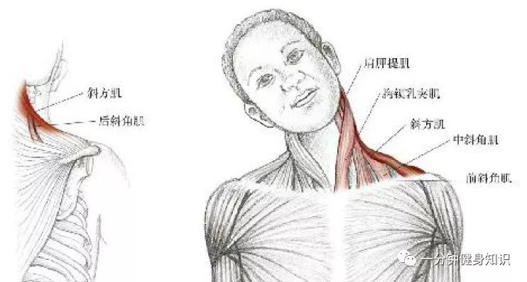 颈部的几个拉伸动作
