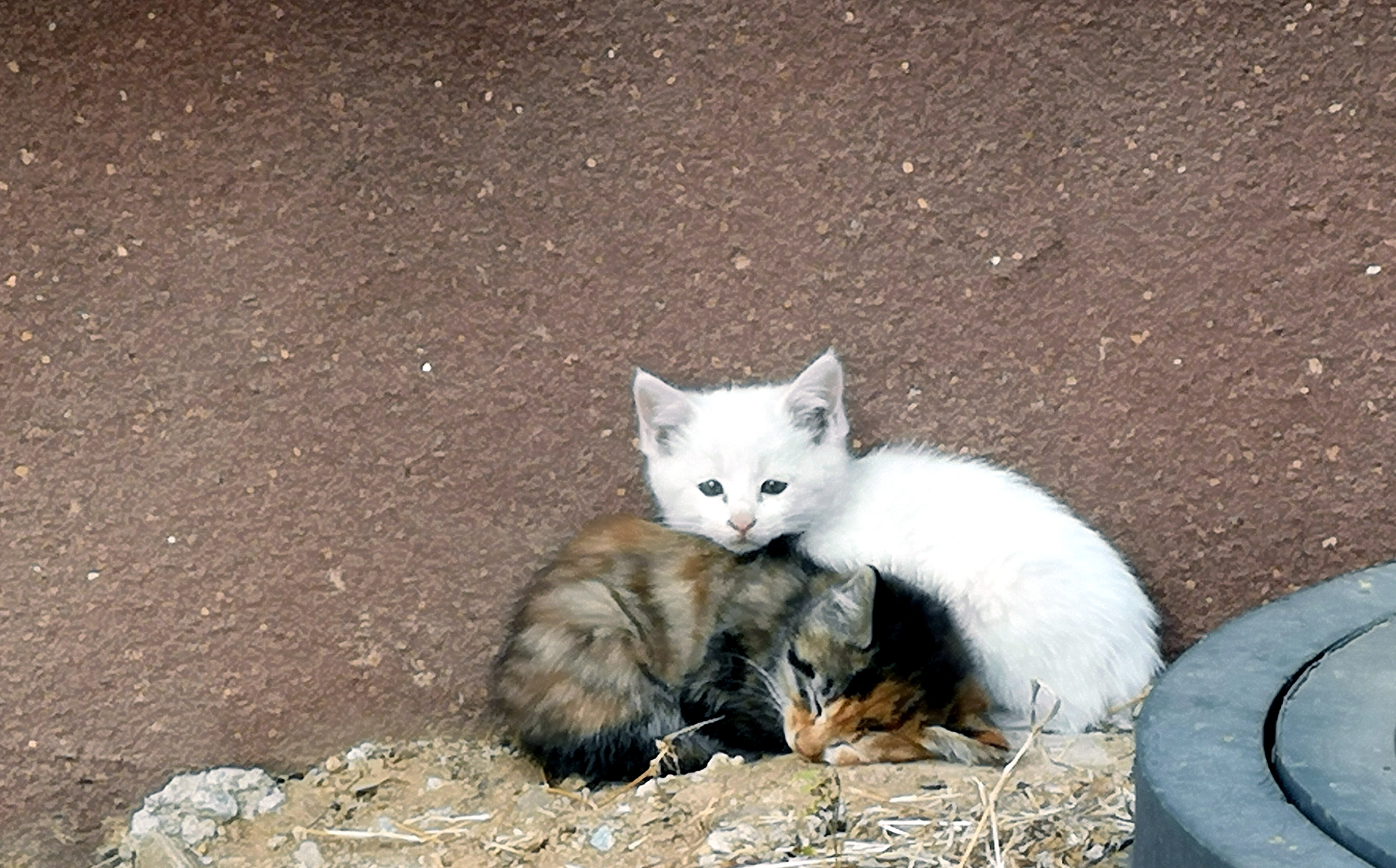 小野猫做妈妈了,为了小宝宝的奶水,无所畏惧!