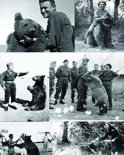 世界上唯一参加过二战的熊,二等兵军衔,看完它的故事感动泪奔!