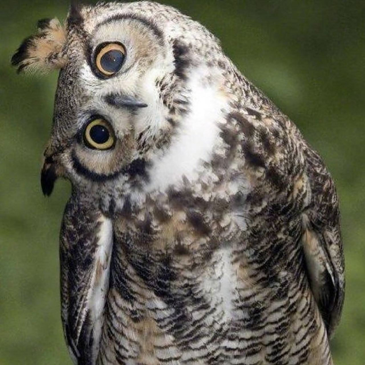 来自猫头鹰的歪头杀 想不到森林卫士也会歪头卖萌 这一招=~ω~=