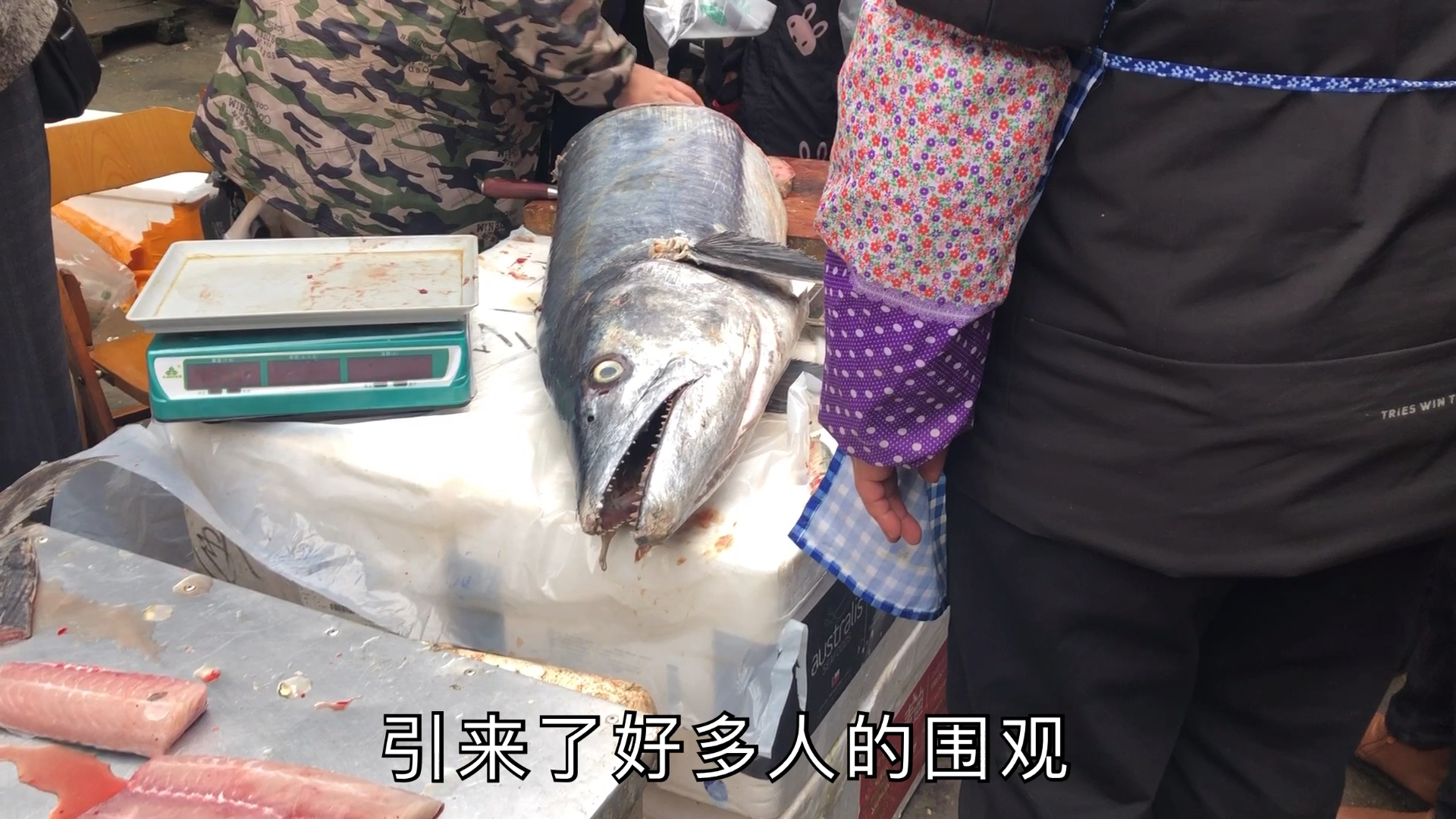 百色街上大马鲛鱼,第一次见,很多人围观就是80一斤太贵了