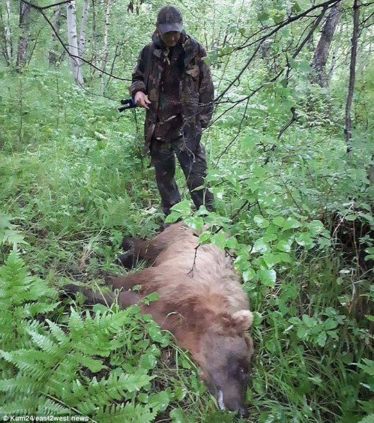 俄罗斯一公墓遭棕熊洗劫 吃掉了至少20具遗体