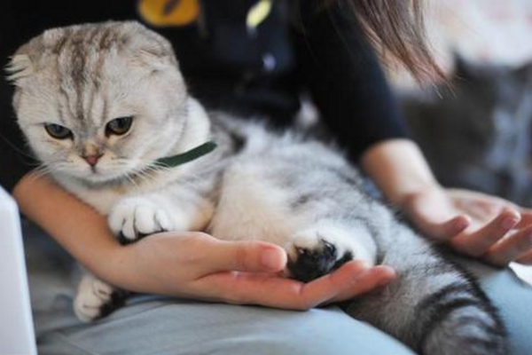 猫猫为什么会对人踩奶?那是因为它把你当成了妈妈!