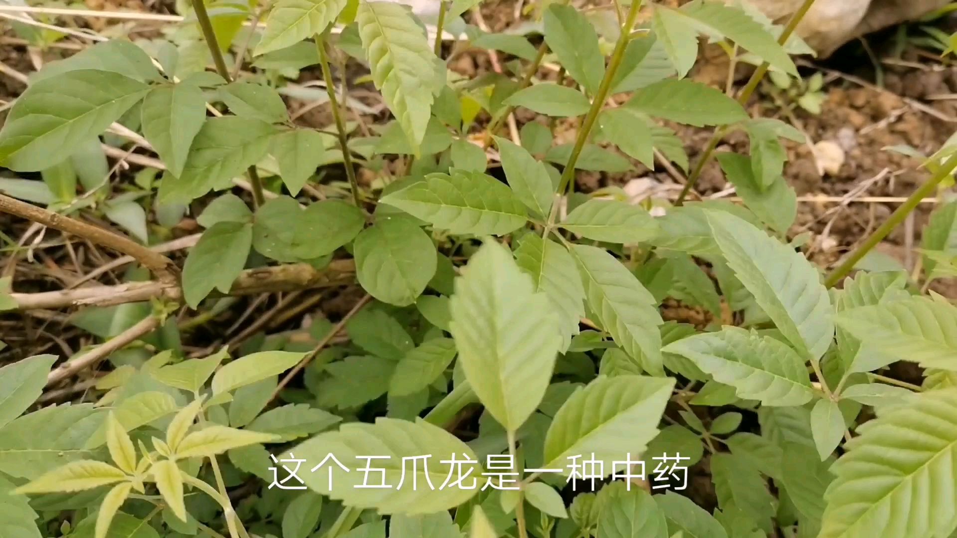 女人的月子菜,路边就有摘不完