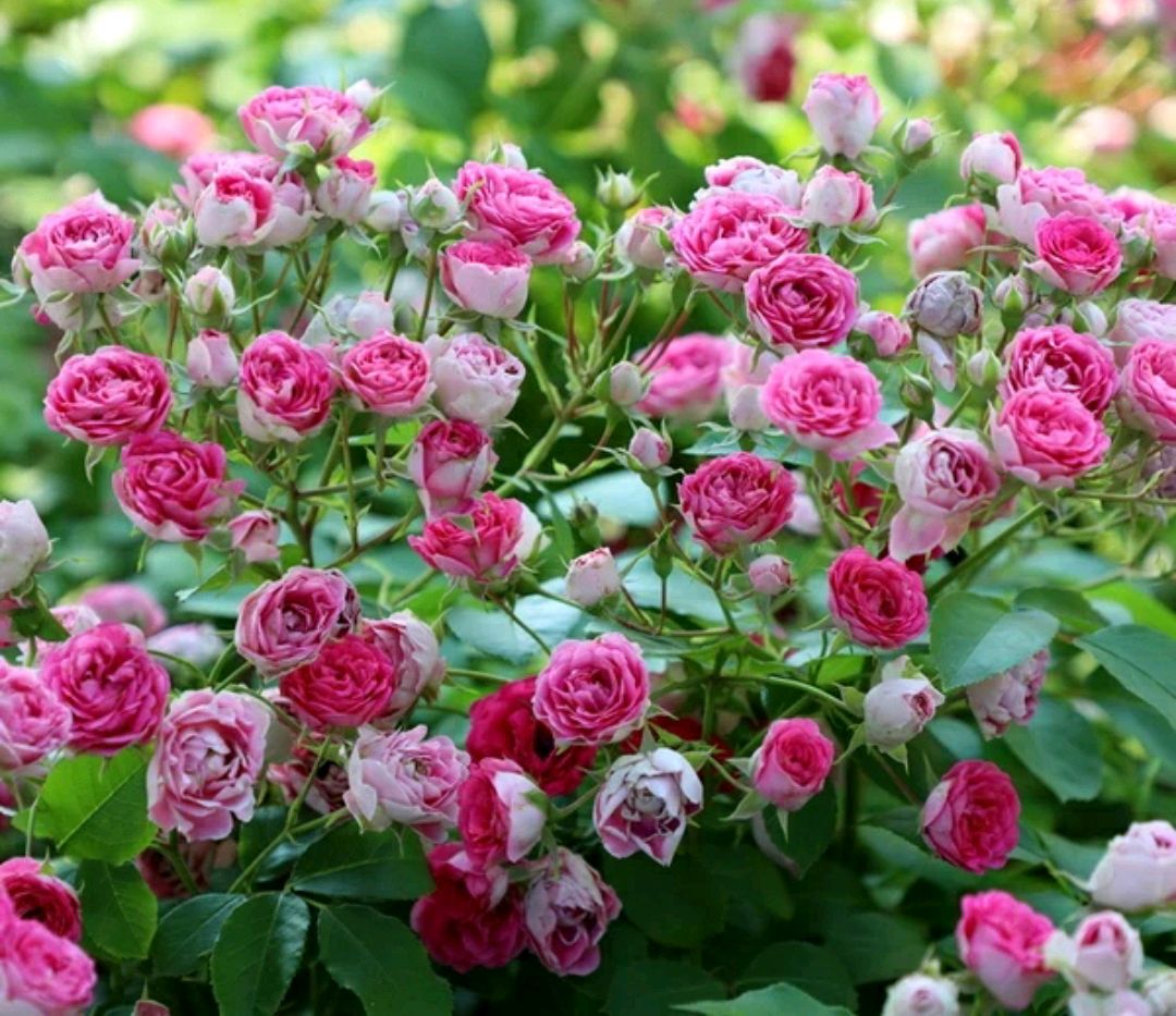 月季胭脂扣开花太美似蔷薇,做到5点,开花爆盆成瀑布,眼馋得很