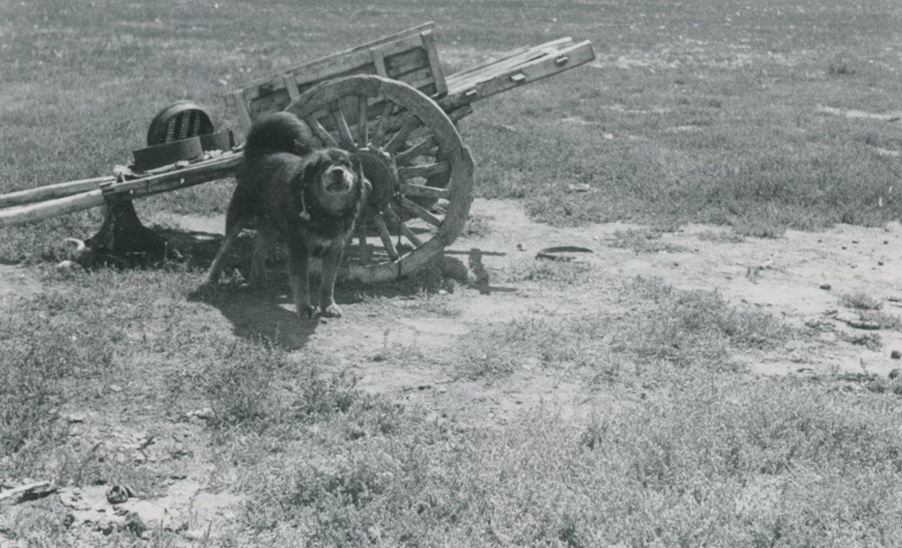 钦差大臣在外蒙古巡查的老照片,图3是只藏獒,图6是被狼咬死的羊
