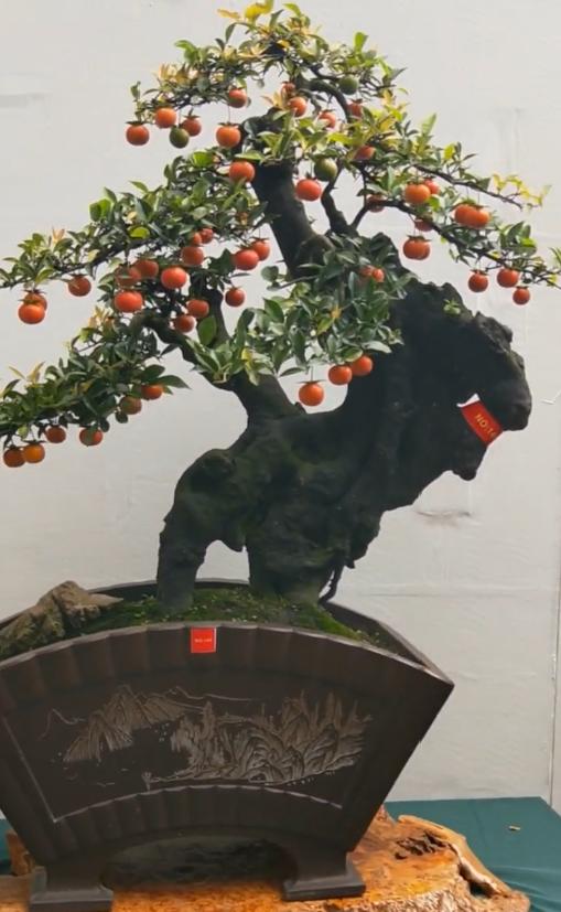 公公花2千买棵盘根金弹子,转手就卖了上万,真是"赚大了"!