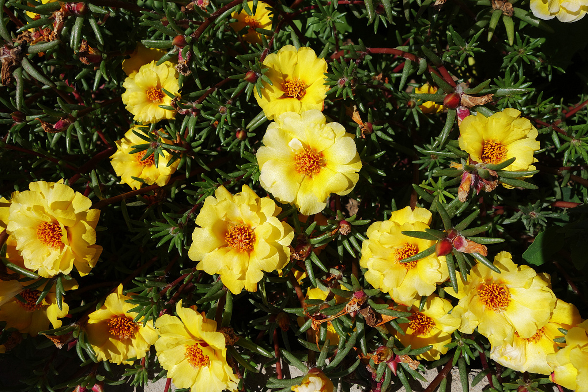 每日花语# 静若处子绽如霞的大花马齿苋花语是热情,活力,隐藏的爱