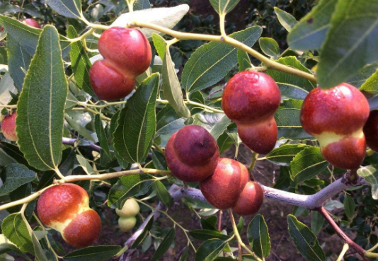 葫芦枣是一种暗藏在民间的山珍野果,含有大量的人体所需的能量元素