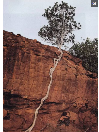 这些世界最顽强的树,这就是生命的"奇迹"总会自己找出路(下)