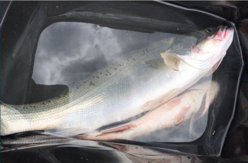 几十斤鲈鱼肉质粗糙难以下咽