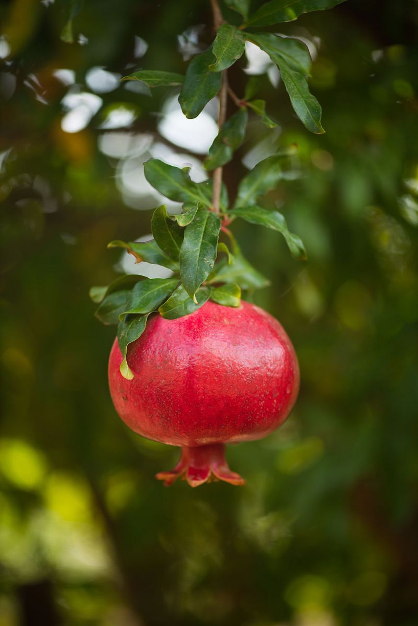 石榴树是一种广泛分布的落叶灌木或乔木,其开花时间