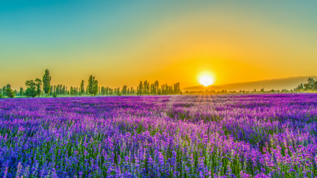 塔罗占卜:选出图中最为漂亮的花海,测你现在过得幸福还是悲伤!