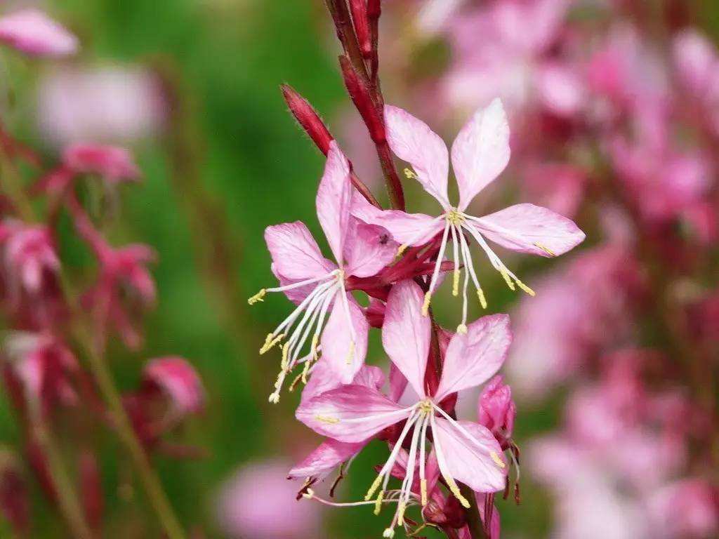 千鸟花(山桃草)简单基础介绍