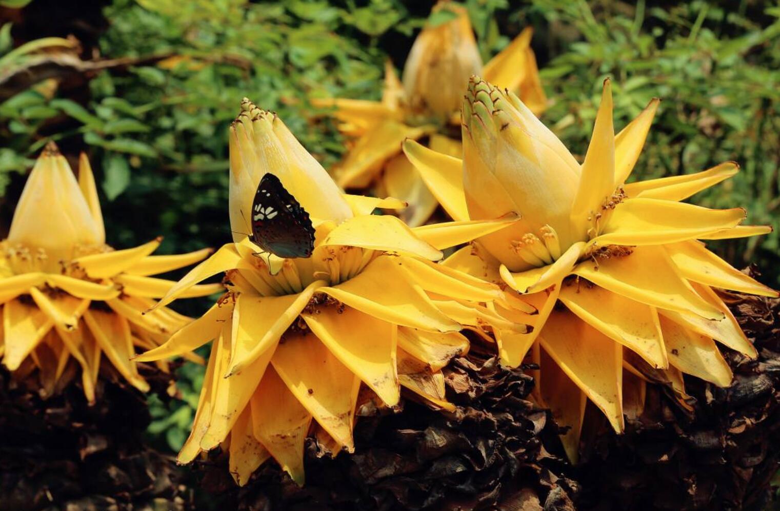 这种花卉是佛教的"五树六花"之一,中国特有,不仅好看而且好吃