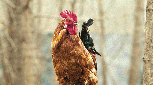 保证能满足你极致美味的追求  大吉大利,要吃就吃自由撒欢长大的土鸡