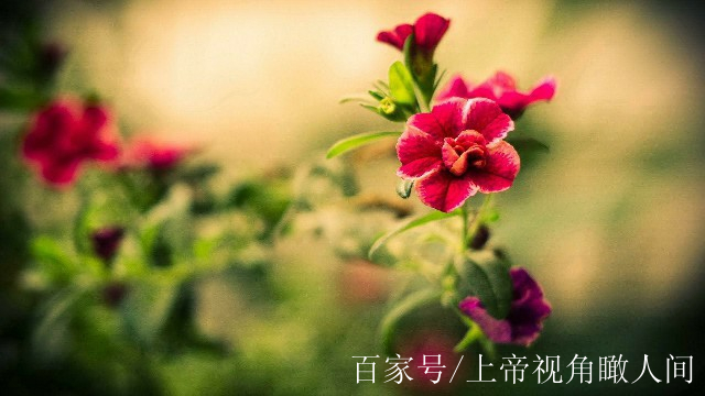 描写花的句子短句(描写花的句子短句20字开头)