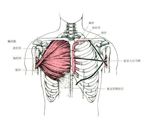 胸肌不够方往往是因为下胸肌肉薄弱,4个动作带你练出饱满下胸