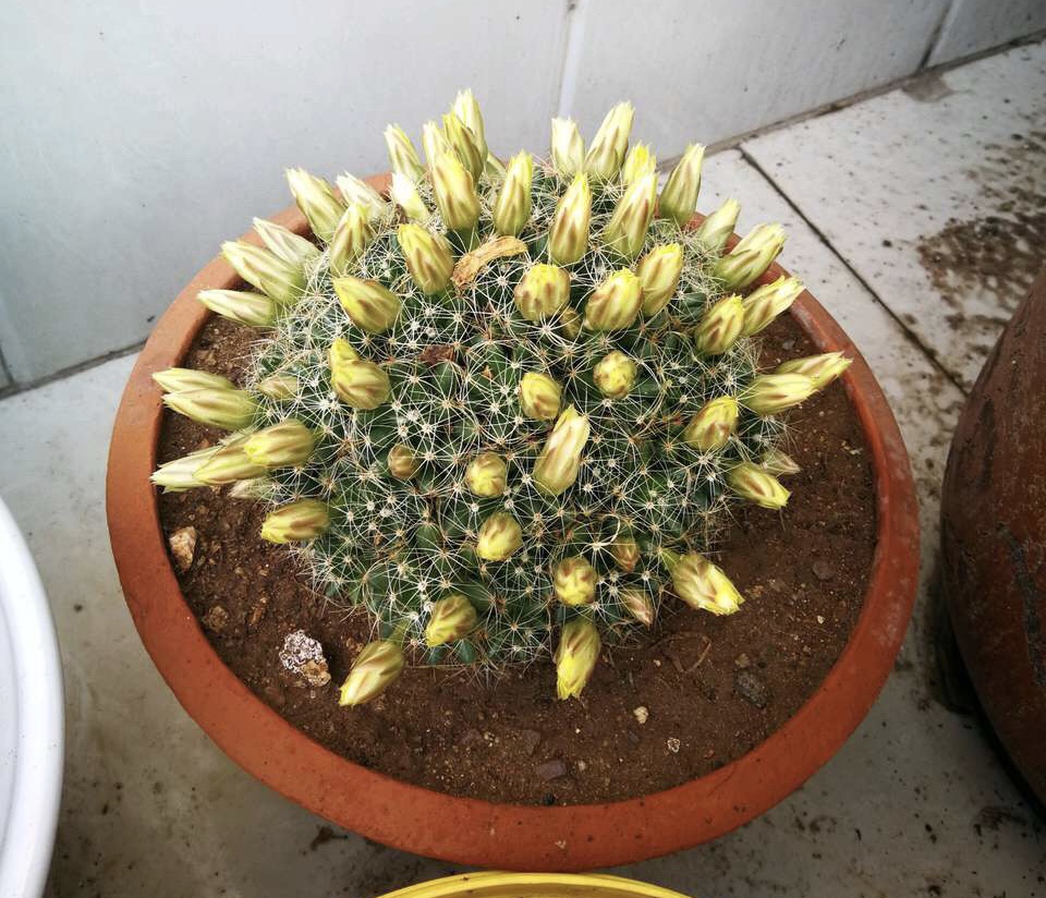 此3种"仙人球",就像开花机器,一盆开花上百朵,个个高颜值