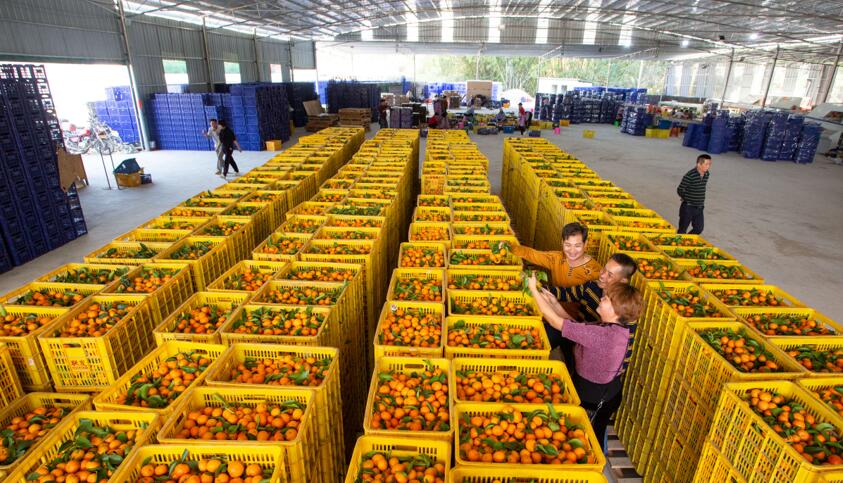 博白县东平镇良鑫水果加工厂畅通销售渠道 助力农民脱贫增收