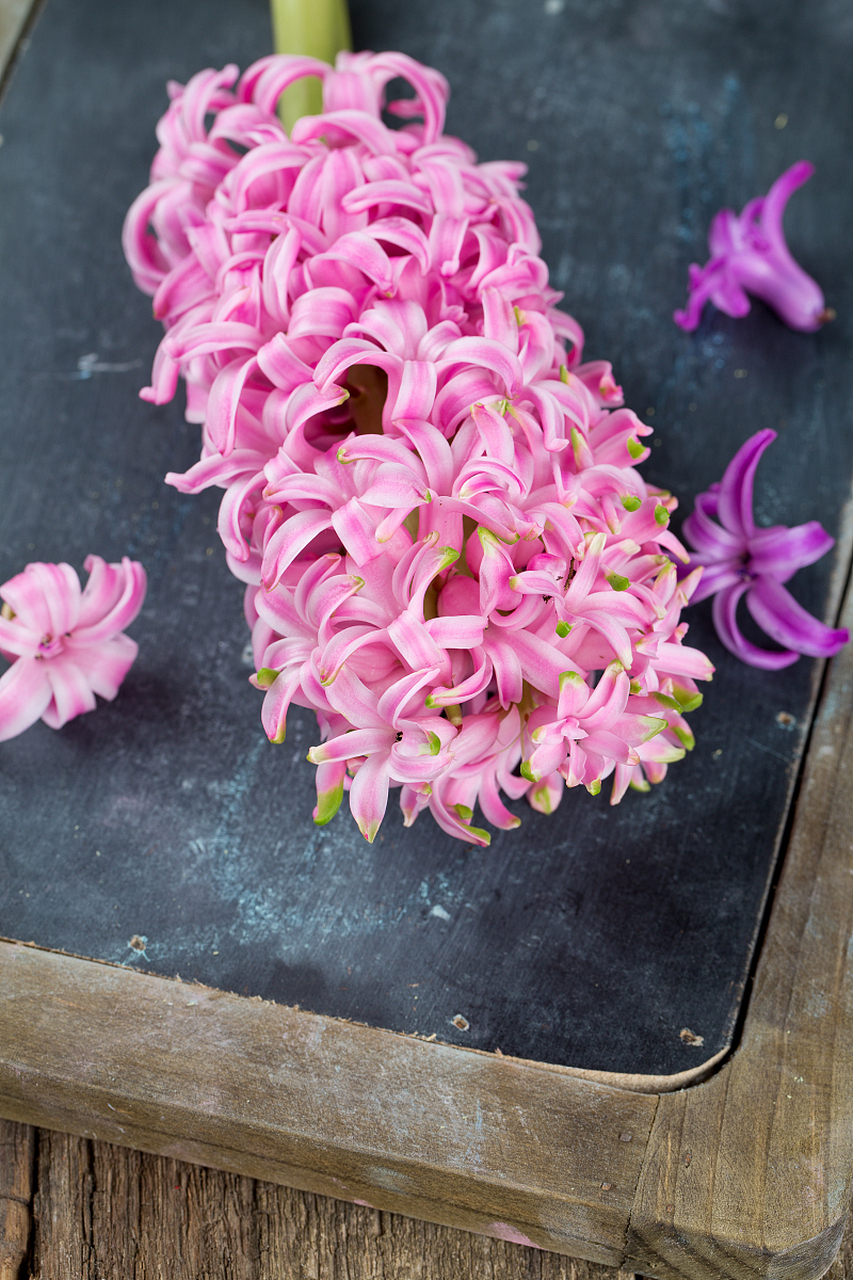 粉色风信子,作为一种美丽的春季花卉,拥有着丰富的花语和文化涵义.