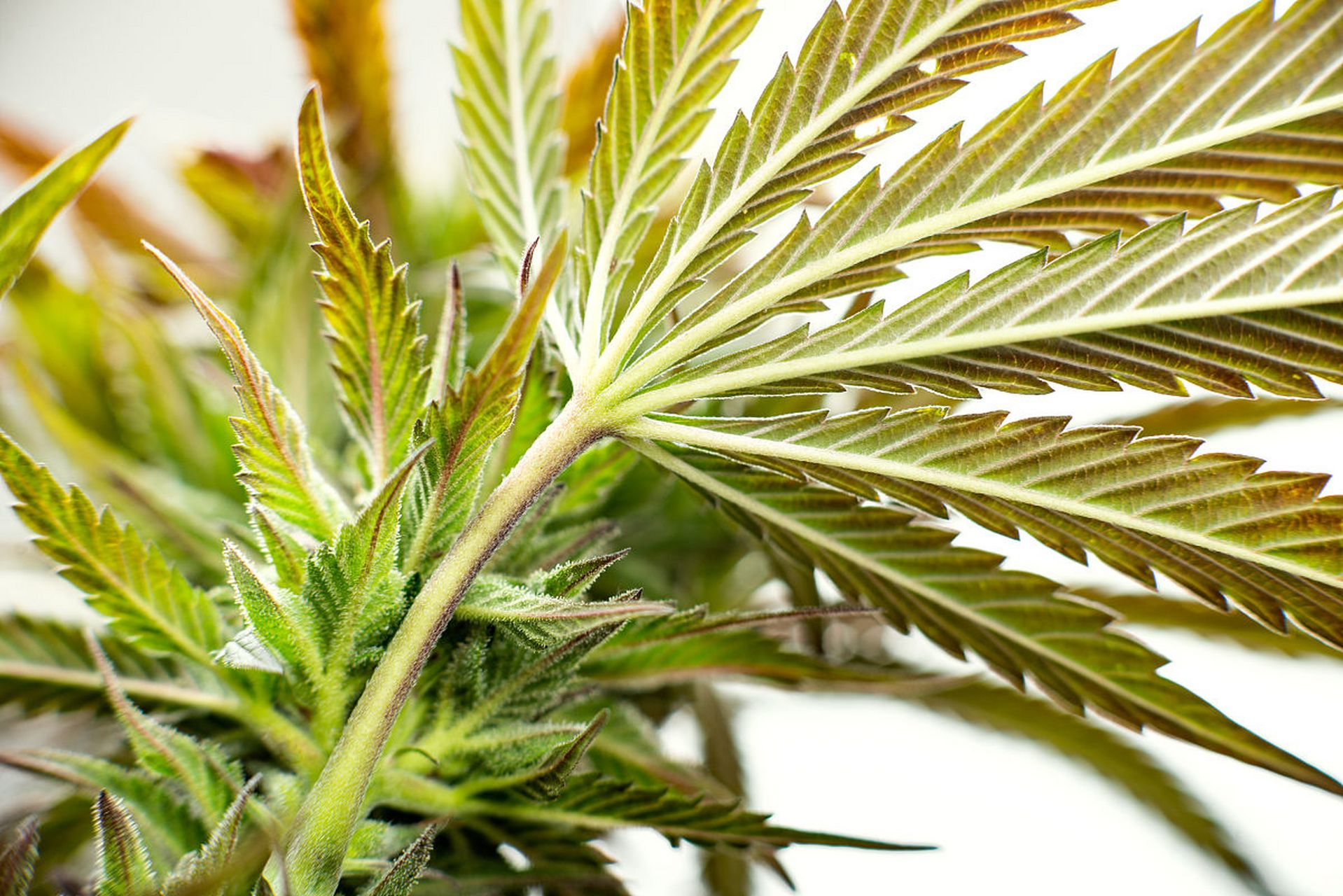 中药松叶功效解析:祛风燥湿,活血安神【仅供参考】  中药松叶:【性味