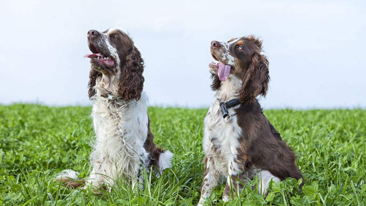 史賓格獵犬的飼養,它疾病的預防,以及日常生活的護理!