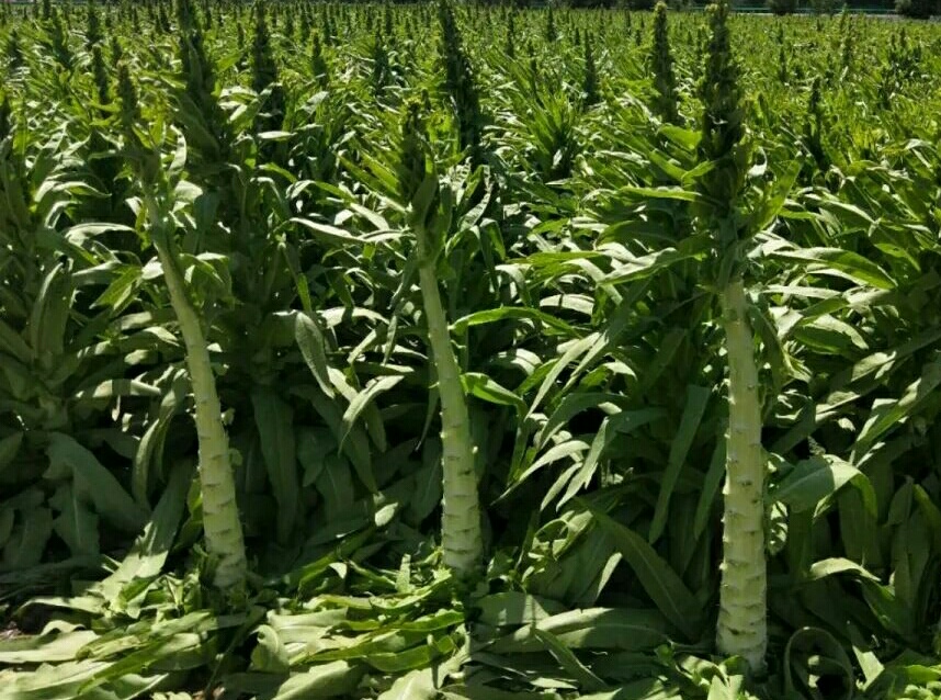 莴笋种植有出路,学会这些技巧,轻松做达人!